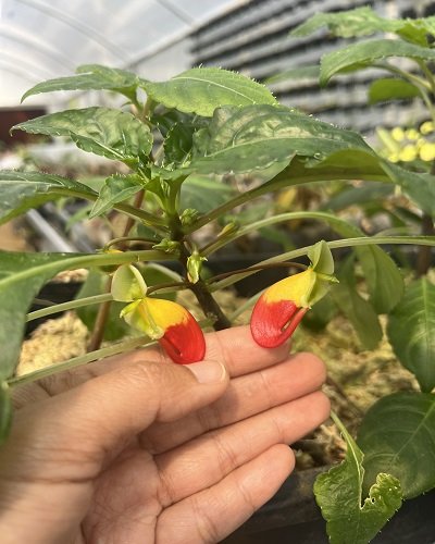 Impatiens niamniamensis