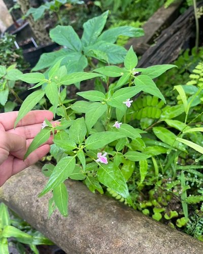 Impatiens noei
