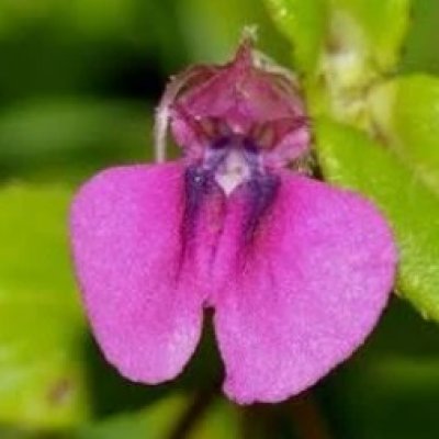 Impatiens oppositifolia