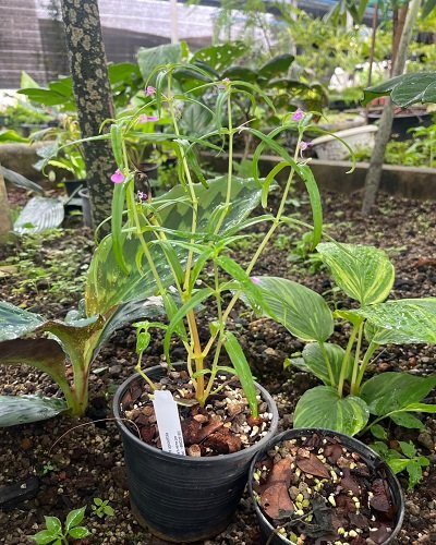 Impatiens oppositifolia