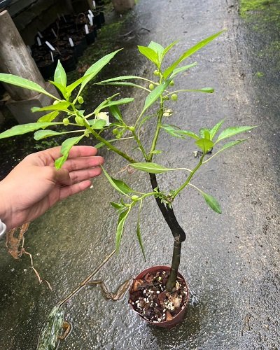 Impatiens parishii