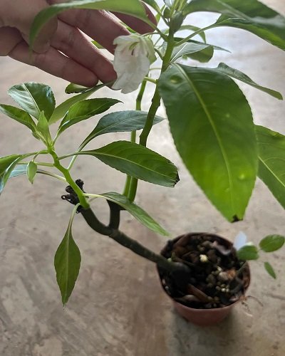 Impatiens parishii