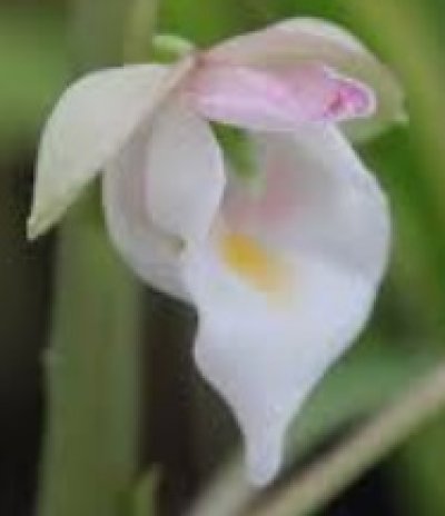 Impatiens parishii