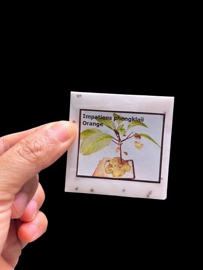 Impatiens phengklaii Orange