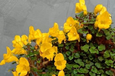 Impatiens repens