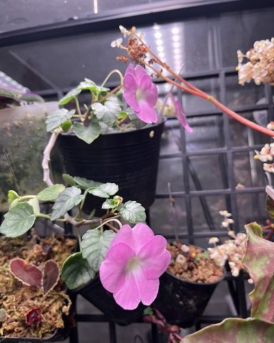 Impatiens sirindhorniae