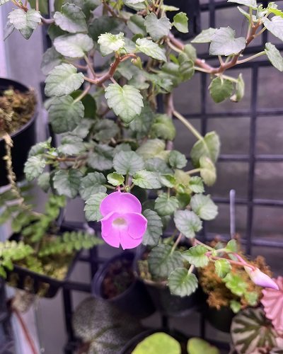Impatiens sirindhorniae