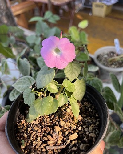 Impatiens sirindhorniae