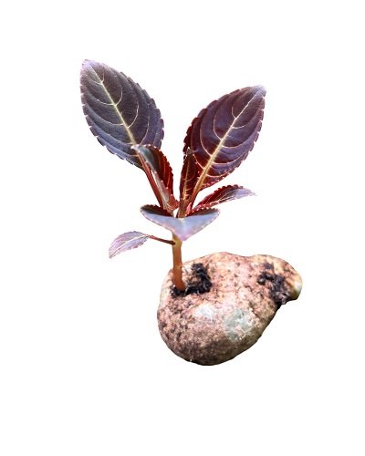 Impatiens phengklaii