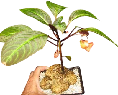 Impatiens phengklaii