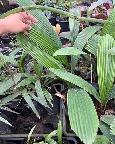 Johannesteijsmannia magnifica 'Silver Joey'