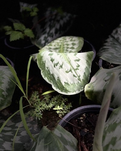 Kaempferia udonensis