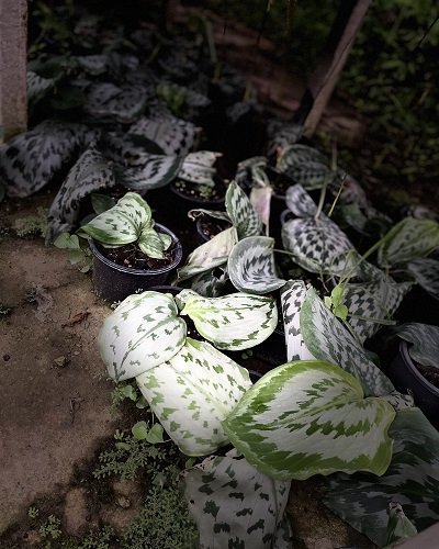 Kaempferia udonensis