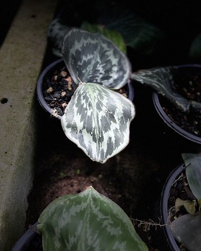 Kaempferia udonensis