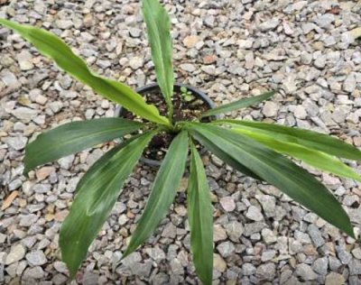 Kaempferia albiflora thin leaf