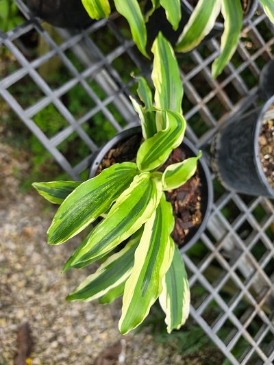 Kaempferia angustifolia 3D