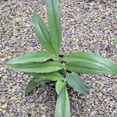 Kaempferia angustifolia green form