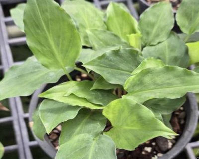 Kaempferia caespitosa