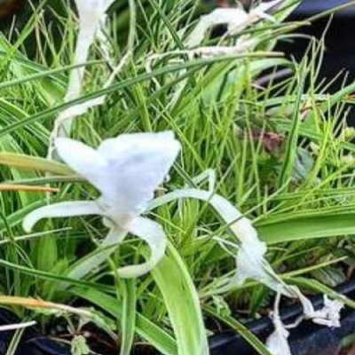 Kaempferia filifolia