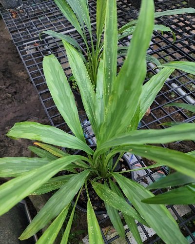 Kaempferia graminifolia