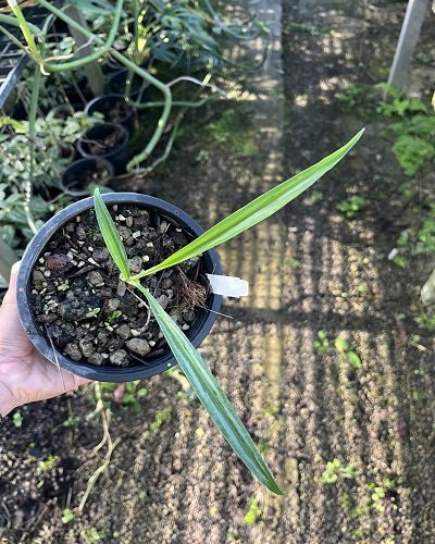 Kaempferia graminifolia