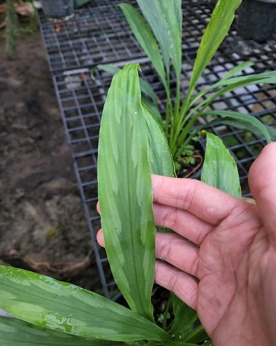 Kaempferia graminifolia