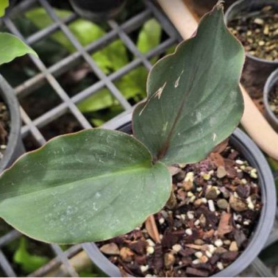 Kaempferia koontermii