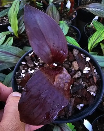 Kaempferia larsenii dark red form