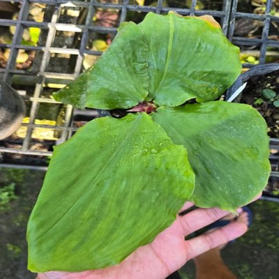 Kaempferia lopburiensis