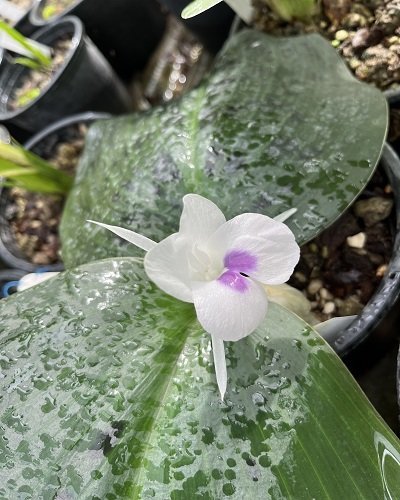 Kaempferia maculifolia
