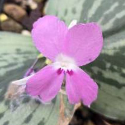 Kaempferia minuata