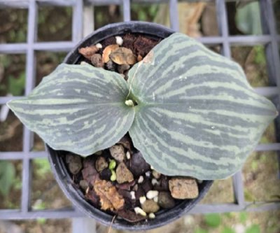 Kaempferia minuata