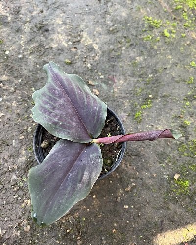 Kaempferia noctiflora