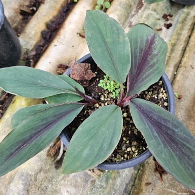 Kaempferia noctiflora