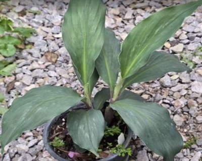 Kaempferia noctiflora long leaf