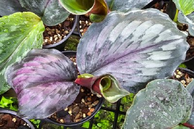 Kaempferia noctiflora var. Theapthapae