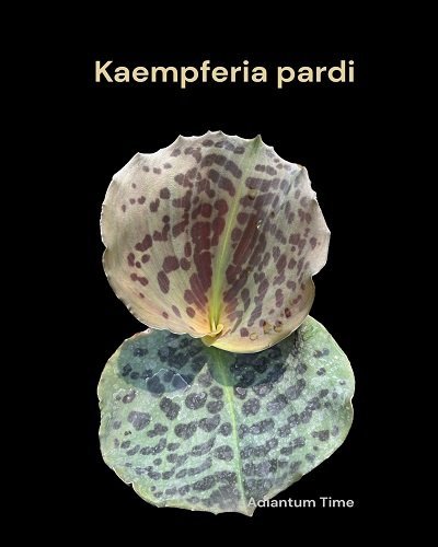 Kaempferia pardi