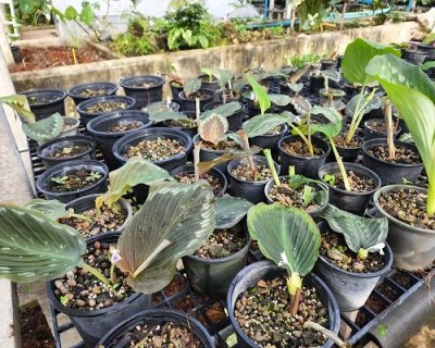 Kaempferia parviflora