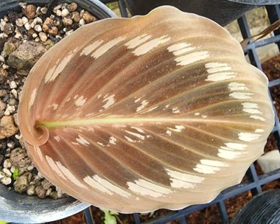 Kaempferia parviflora