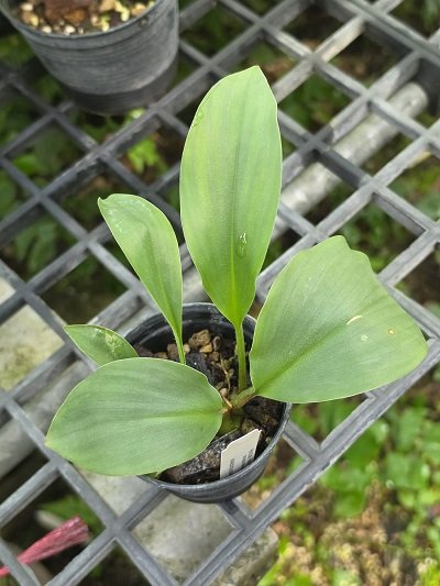 Kaempferia phuphanensis