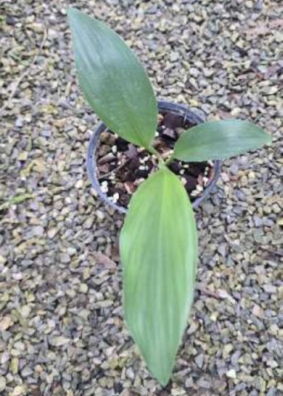 Kaempferia phuphanensis