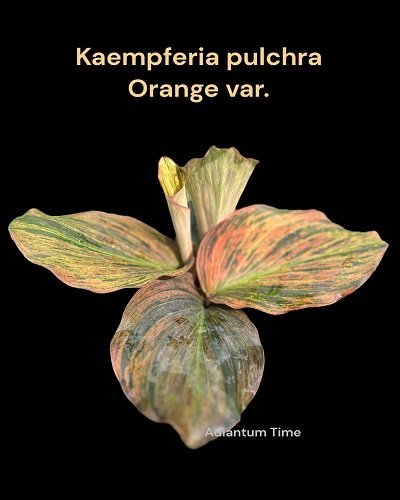 Kaempferia pulchra orange variegated