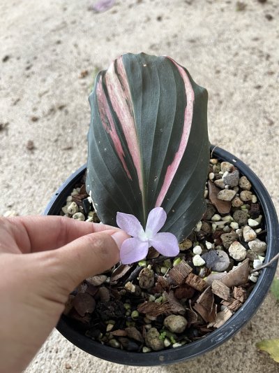 Kaempferia pulchra black pink variegated