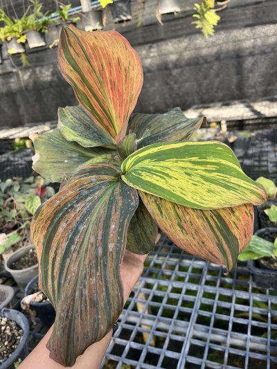 Kaempferia pulchra orange variegated