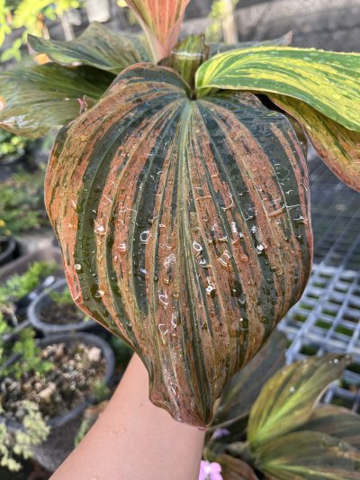 Kaempferia pulchra orange variegated