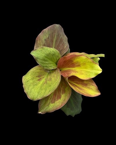 Kaempferia pulchra orange variegated