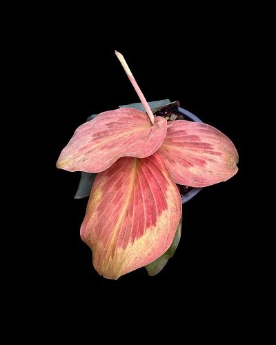 Kaempferia pulchra orange variegated #4