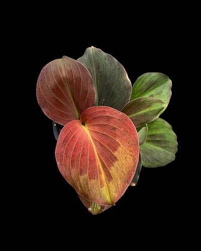 Kaempferia pulchra orange variegated #4