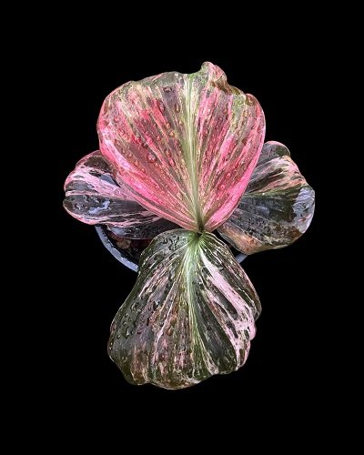 Kaempferia pulchra pink variegated