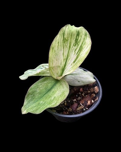 Kaempferia pulchra white variegated